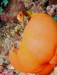 Velidhu - 2013_03_14 - IMG_0766r_Poisson Clown des Maldives - Amphiprion Nigripe_Aquarium_Plongee